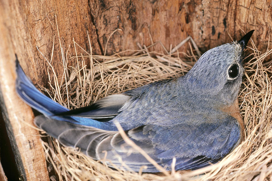 Eastern Bluebird Incubating Eggs At Nest Photograph By Millard H. Sharp ...