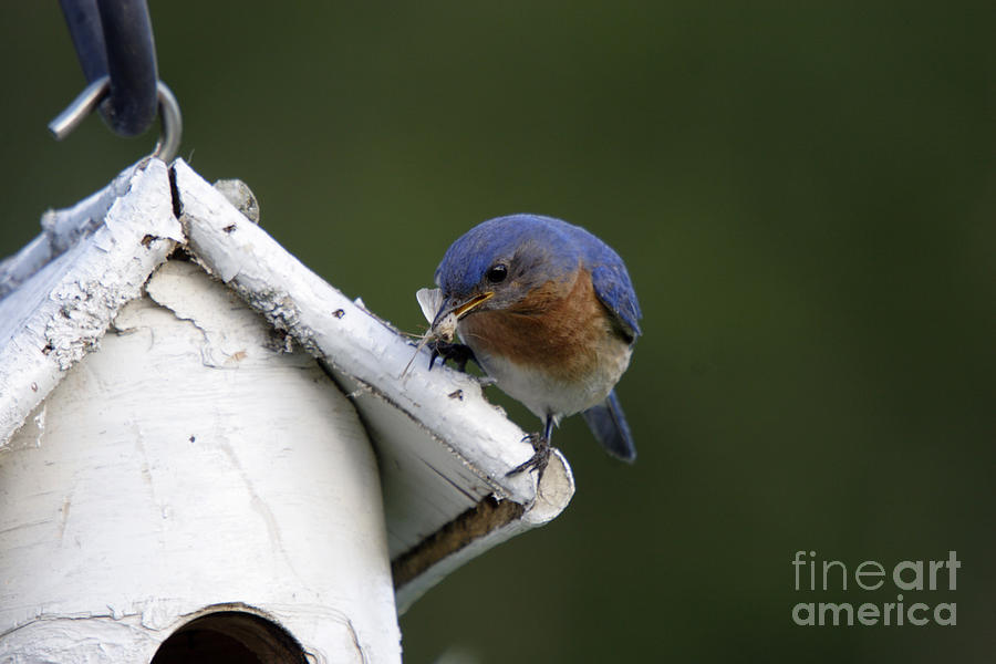 Bluebird Photograph - Eastern Bluebird by Linda Freshwaters Arndt