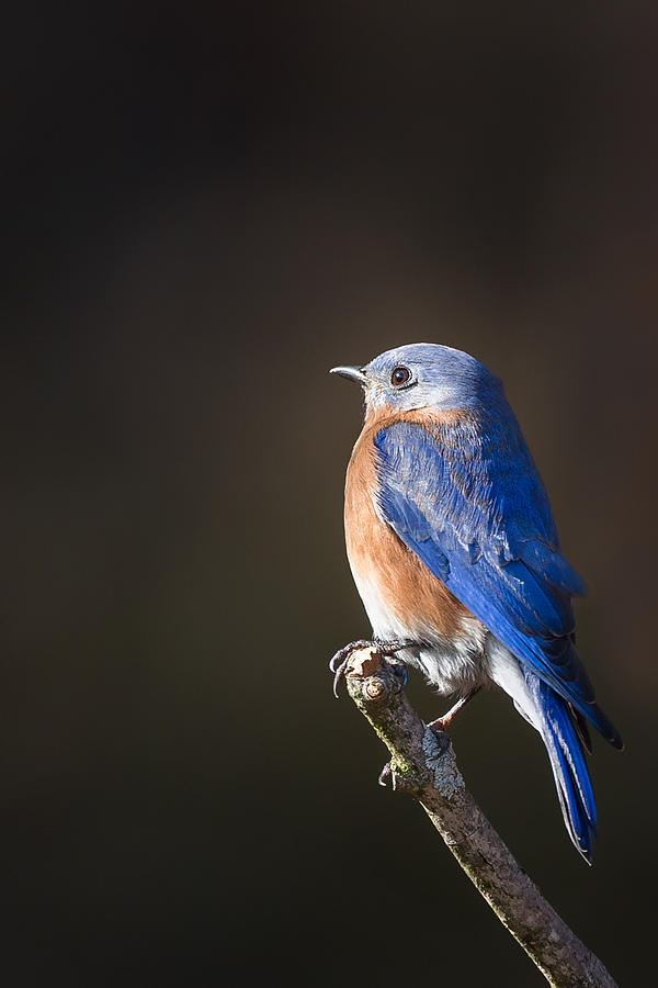 Bluebird Photograph - Eastern Bluebird Male by Bill Wakeley
