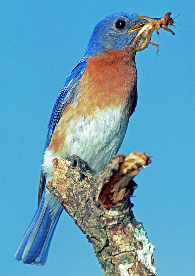 Nature Photograph - Eastern Bluebird Male by Millard H. Sharp