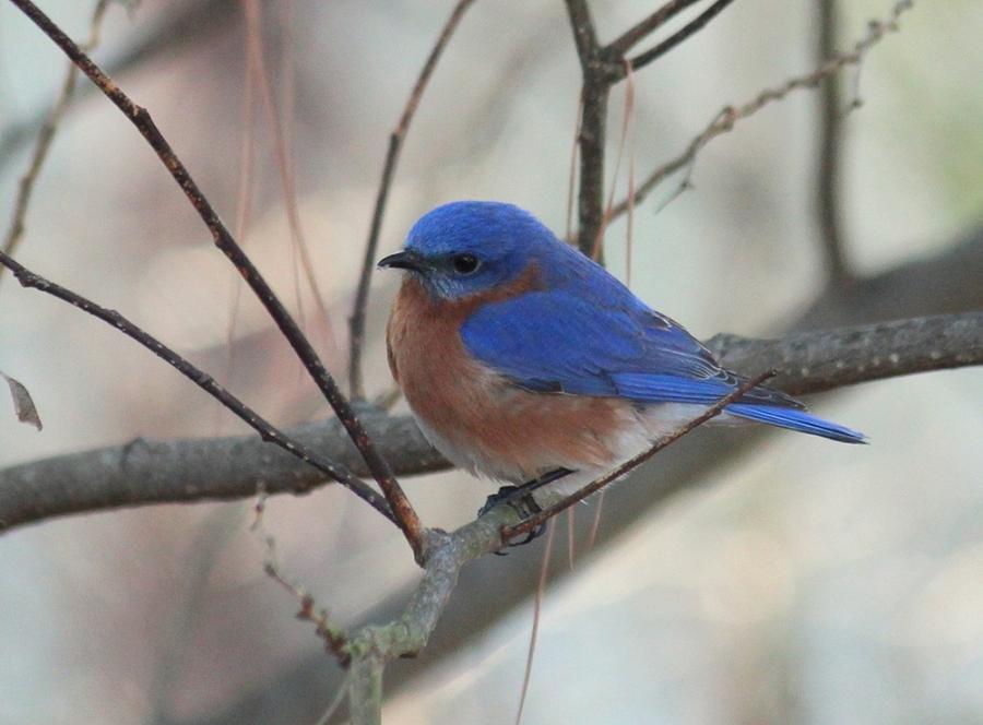 Eastern Bluebird Male Photograph by Rosanne Jordan - Fine Art America