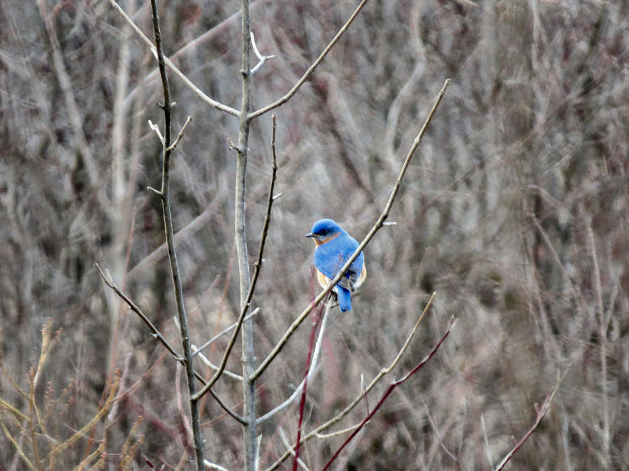 Bluebird Photograph - Eastern Bluebird by Art Dingo