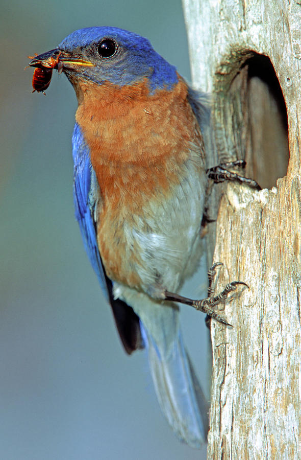 Bluebird Photograph - Eastern Bluebird by Millard H Sharp