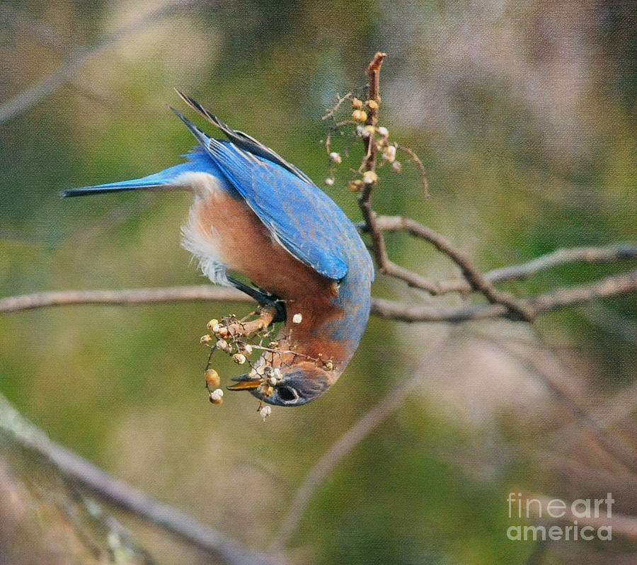 Eastern Bluebird Photograph by Olivia Hardwicke