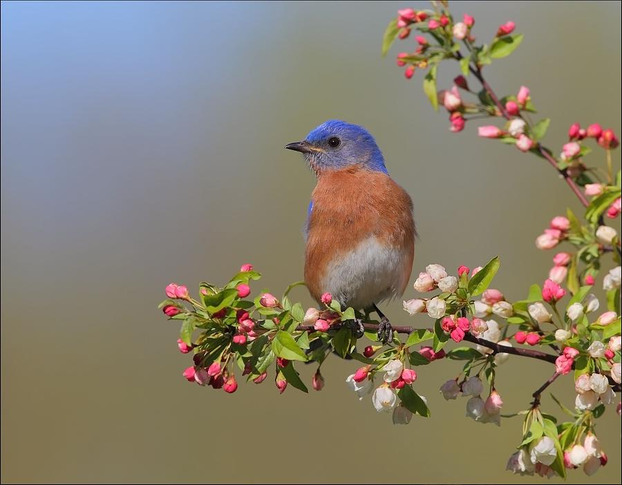 Eastern Bluebird on Apple Blossoms Photograph by Daniel Behm
