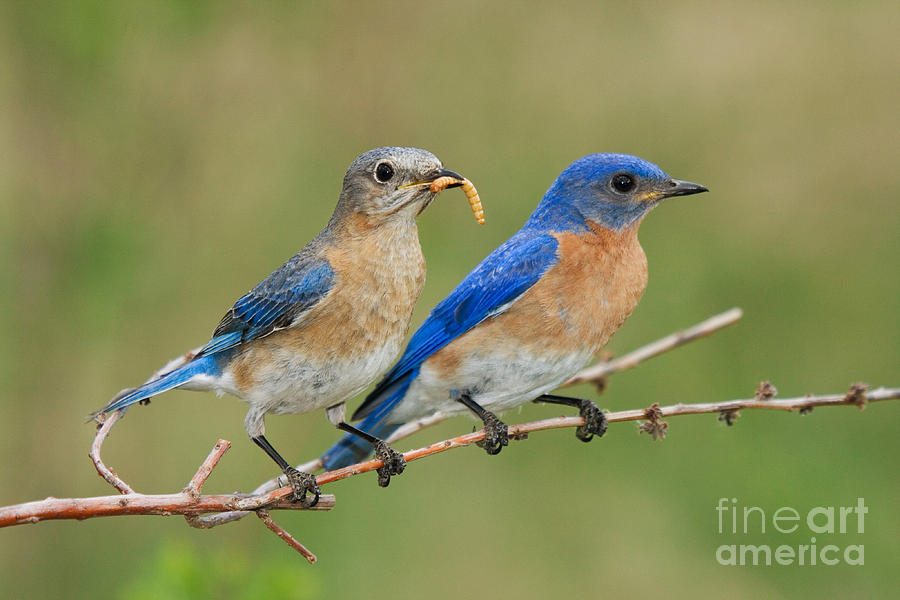 Eastern Bluebird Pair Photograph by Linda Freshwaters Arndt
