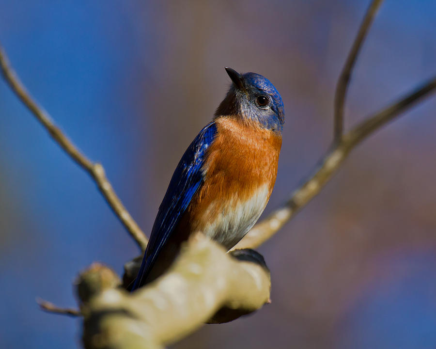 Eastern Bluebird Photograph by Robert L Jackson