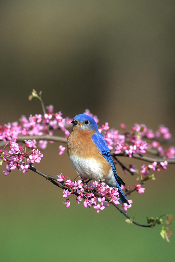 Avian Photograph - Eastern Bluebird (sialia Sialis by Richard and Susan Day Avian Photograph - Eastern Bluebird (sialia Sialis by Richard and Susan Day