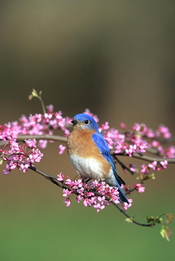 Spring Photograph - Eastern Bluebird (sialia Sialis by Richard and Susan Day