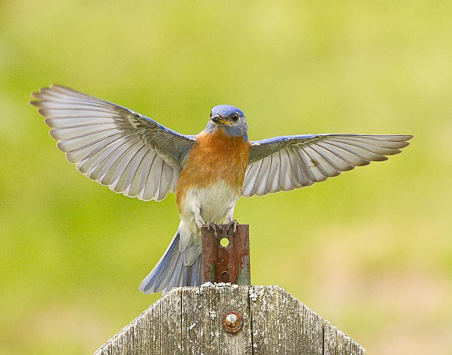 Eastern Bluebird Wing Spread Photograph by John Vose
