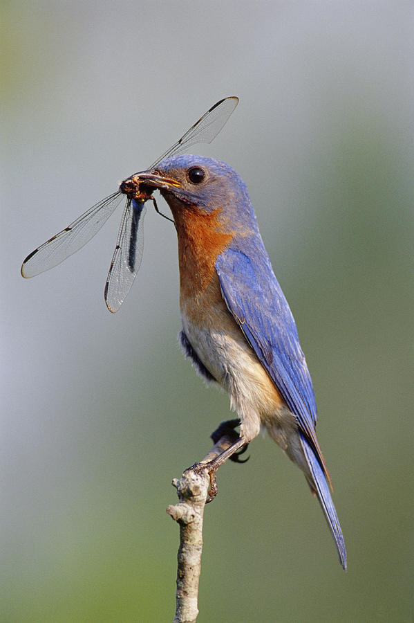 Eastern Bluebird With Dragonfly Photograph by Millard H. Sharp