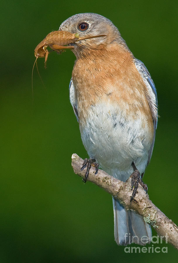 Bird Photograph - Eastern Bluebird with Katydid by Jerry Fornarotto