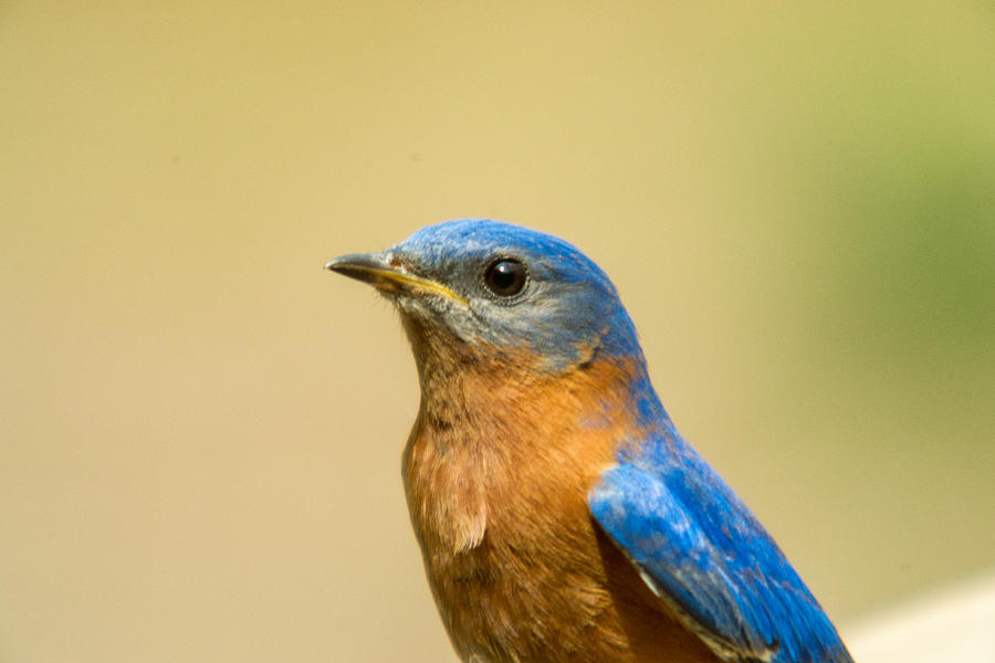Eastern Bluebird with Unique Chest Feather Photograph by Douglas Barnett