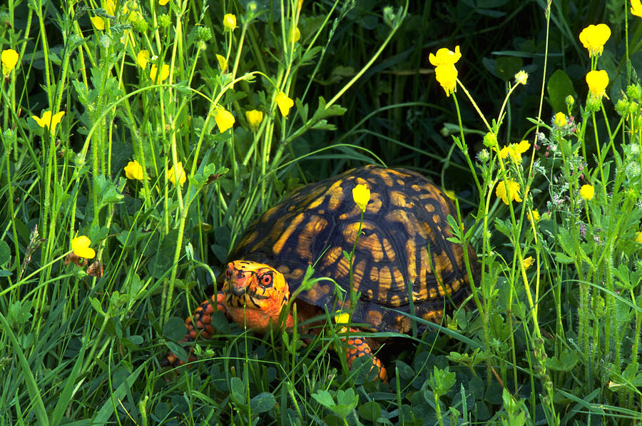 Eastern Box Turtle Amongst A Field Photograph by Jeffrey Lepore
