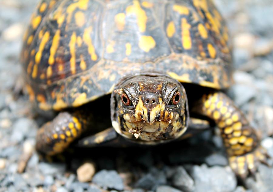 Turtle Photograph - Eastern Box Turtle by Candice Trimble