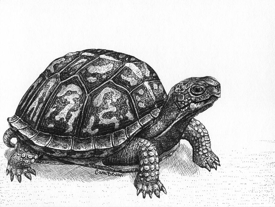 Eastern Box Turtle Drawing by Cara Bevan