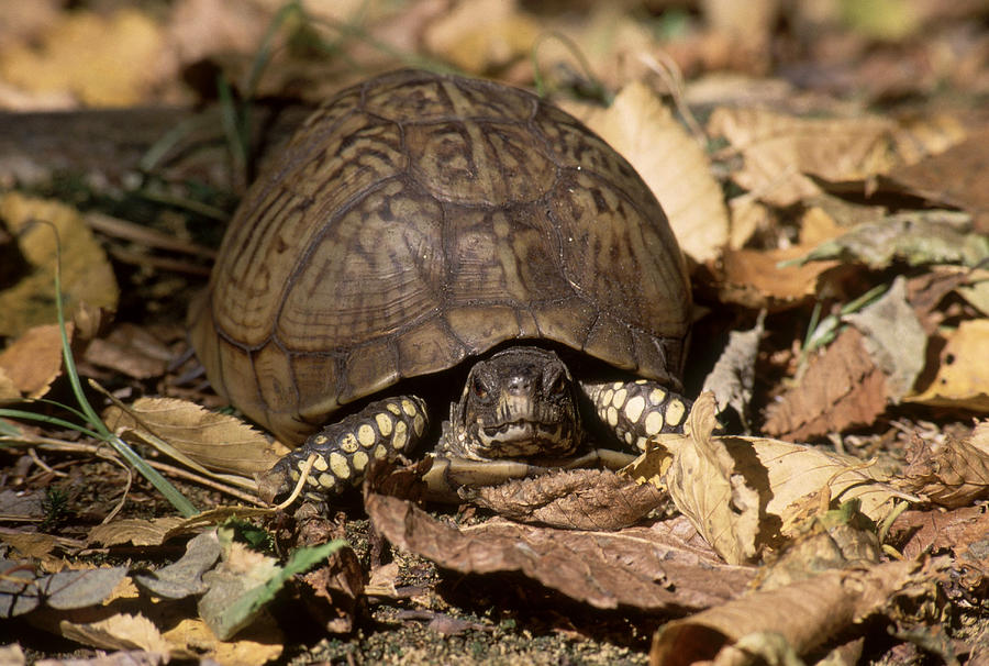 Eastern Box Turtle Photograph by C.r. Sharp - Fine Art America