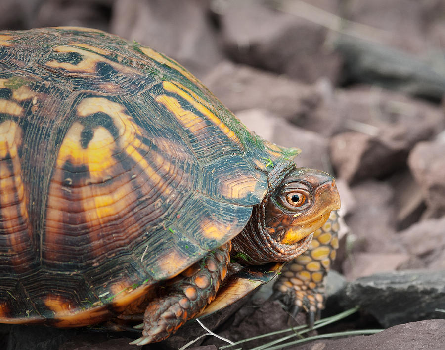 Eastern Box Turtle Photograph By David Lamb 