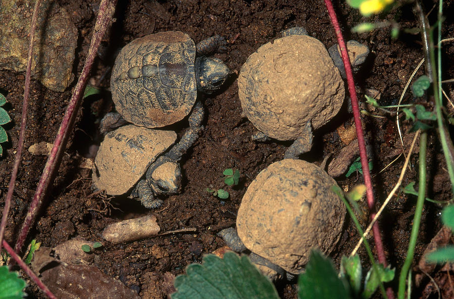 Eastern Box Turtle Hatchlings Photograph by Carleton Ray