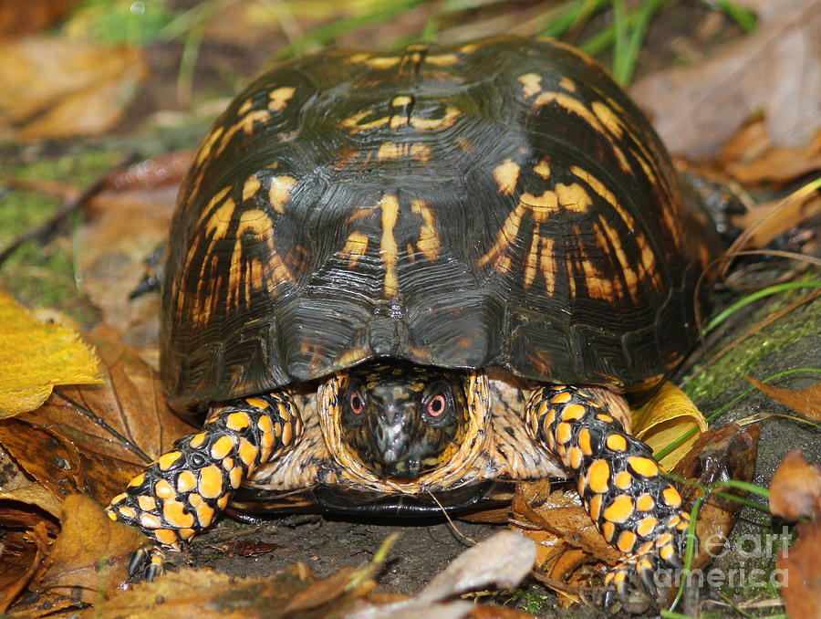 Eastern Box Turtle Photograph by Maxine Kamin