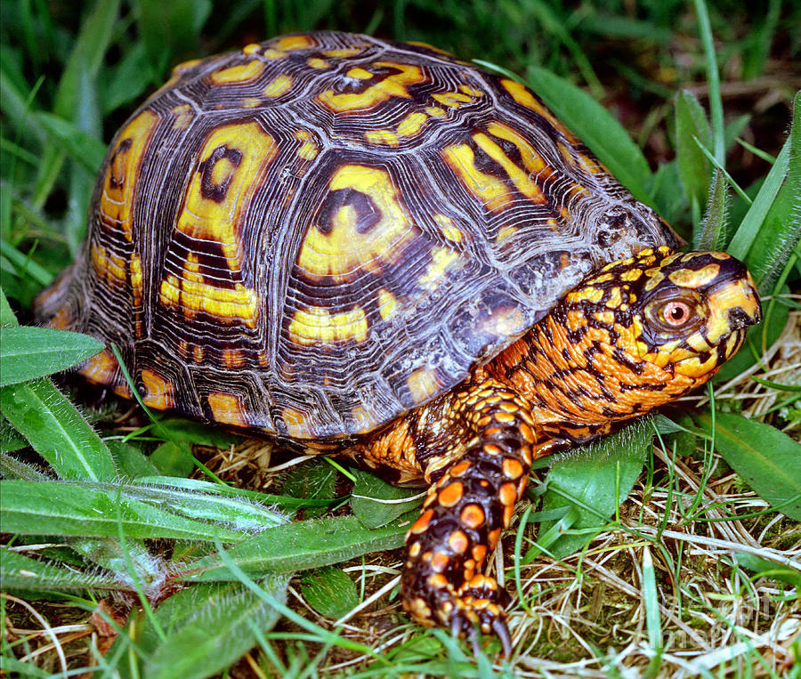 Eastern Box Turtle Photograph by Millard H. Sharp