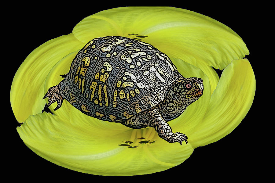 Eastern Box Turtle on Yellow Lily Photograph by Carol Senske