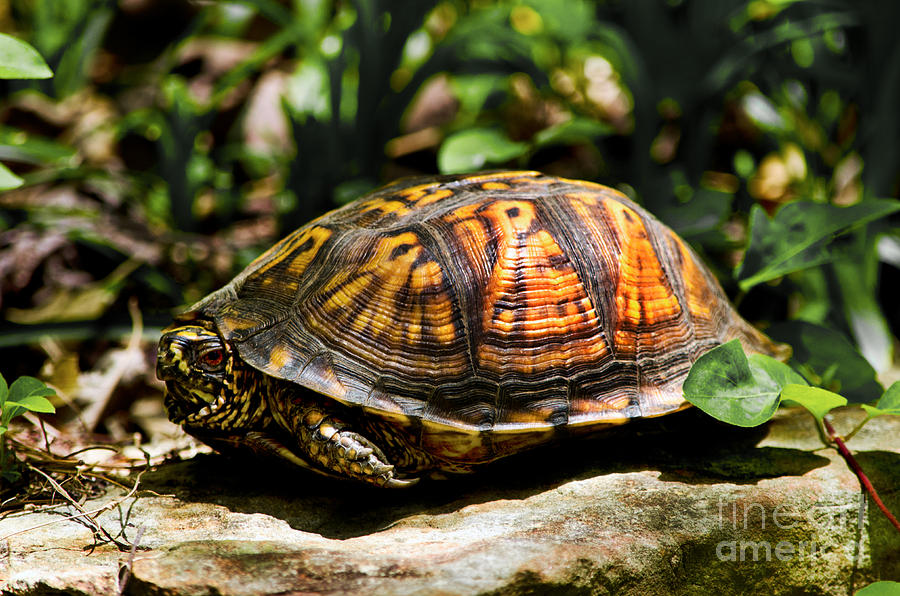 Eastern Box Turtle Photograph by Paul Mashburn
