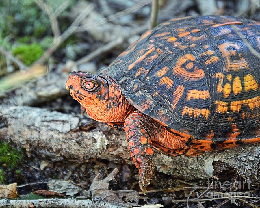 Eastern Box Turtle Photograph by Sharon Woerner