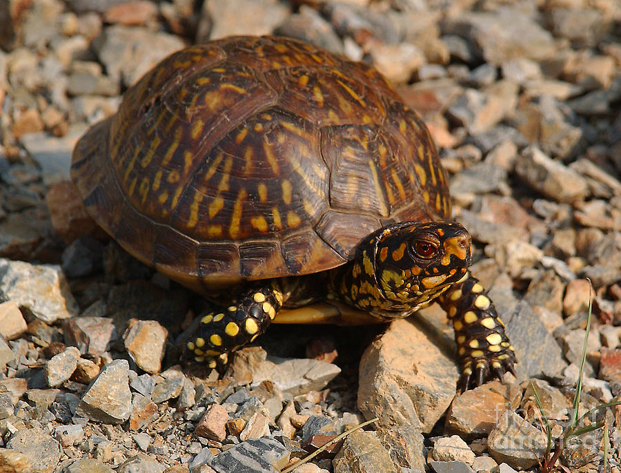 Eastern Box Turtle Photograph by Susan Leavines - Fine Art America