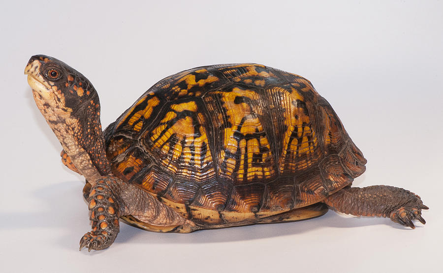 Eastern Box Turtle, Terrapene Carolina Photograph by Scott Camazine ...