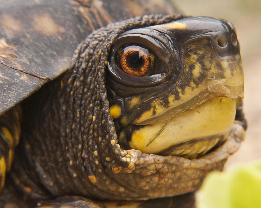 Turtle Eye Photograph By Deb Breton