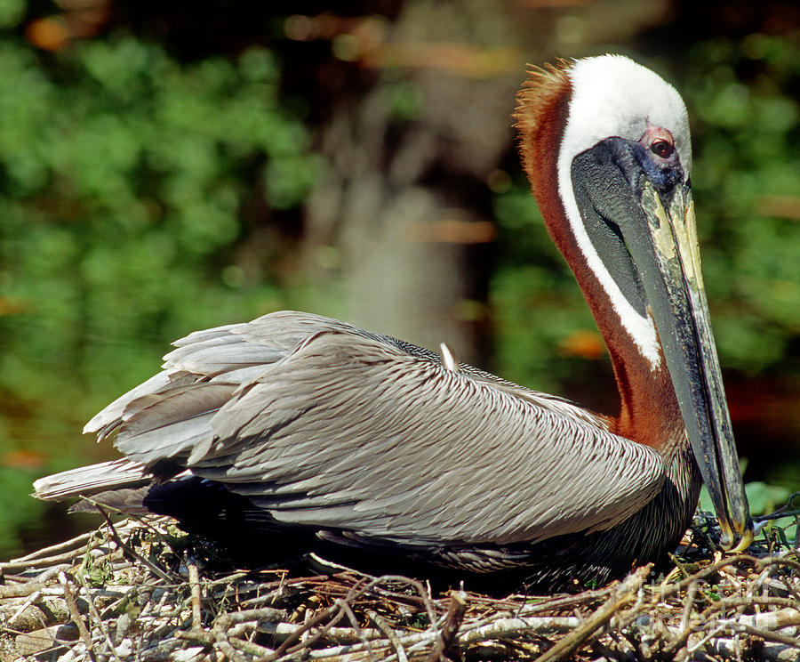 Eastern Brown Pelican Photograph by Millard H. Sharp - Fine Art America