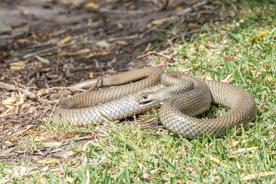 Eastern Brown snake Photograph by Richard Sharrocks