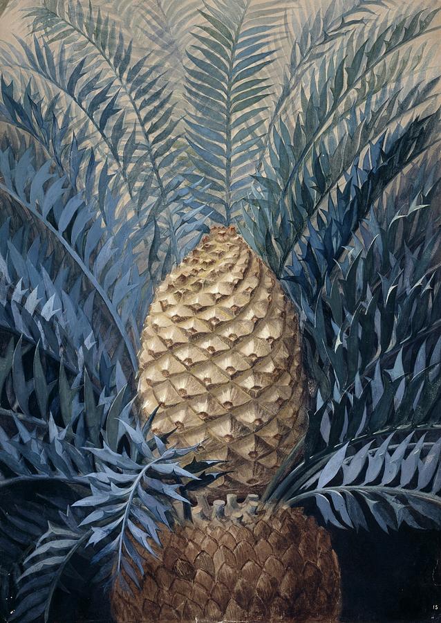 Eastern Cape Blue Cycad Photograph by Natural History Museum, London/science Photo Library