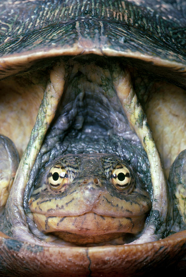 Eastern Chicken Turtle Photograph by Jeffrey Lepore - Fine Art America