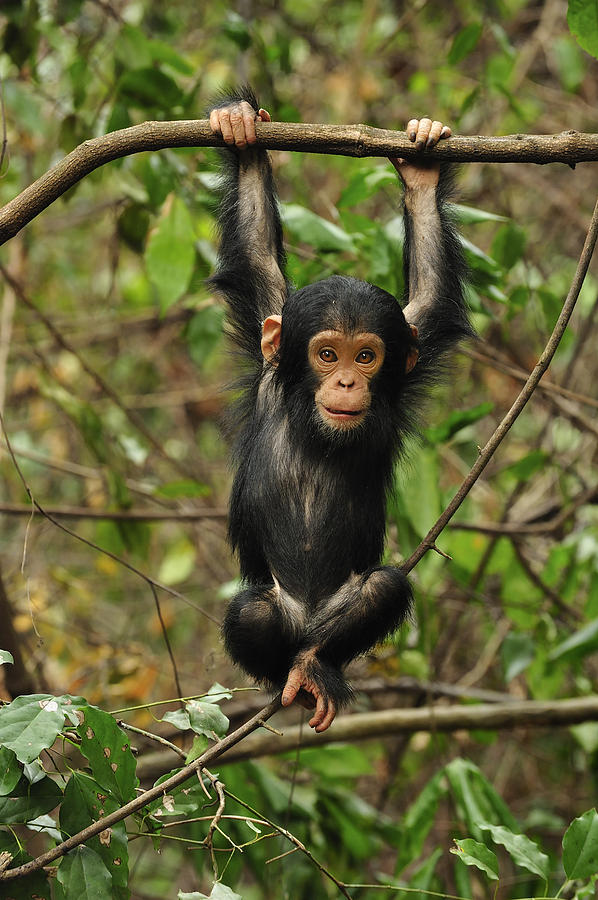 Animal Photograph - Eastern Chimpanzee Baby Hanging by Thomas Marent