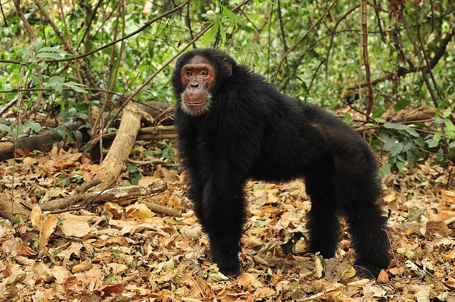 Eastern Chimpanzee Gombe Stream Np Photograph by Thomas Marent