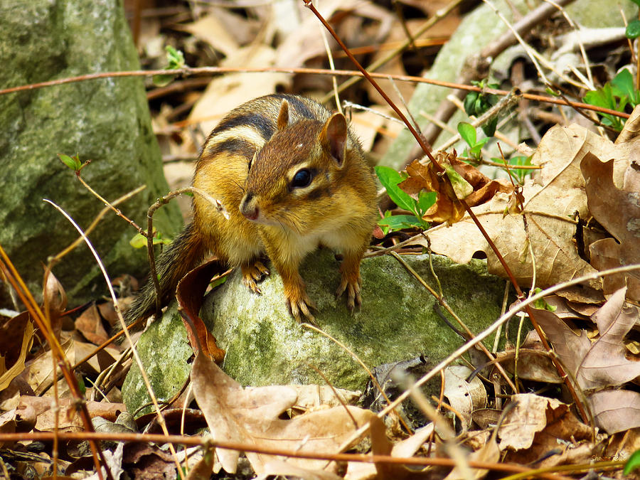 Eastern Chipmunk Chilling on a Rock Photograph by Shawna Rowe