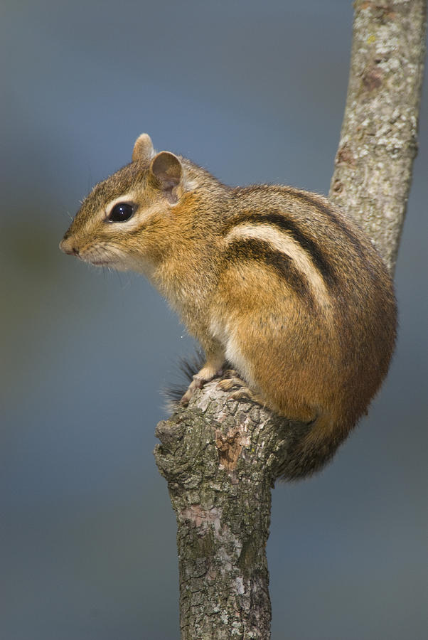 Eastern Chipmunk On A Branch Photograph by Steve Gettle