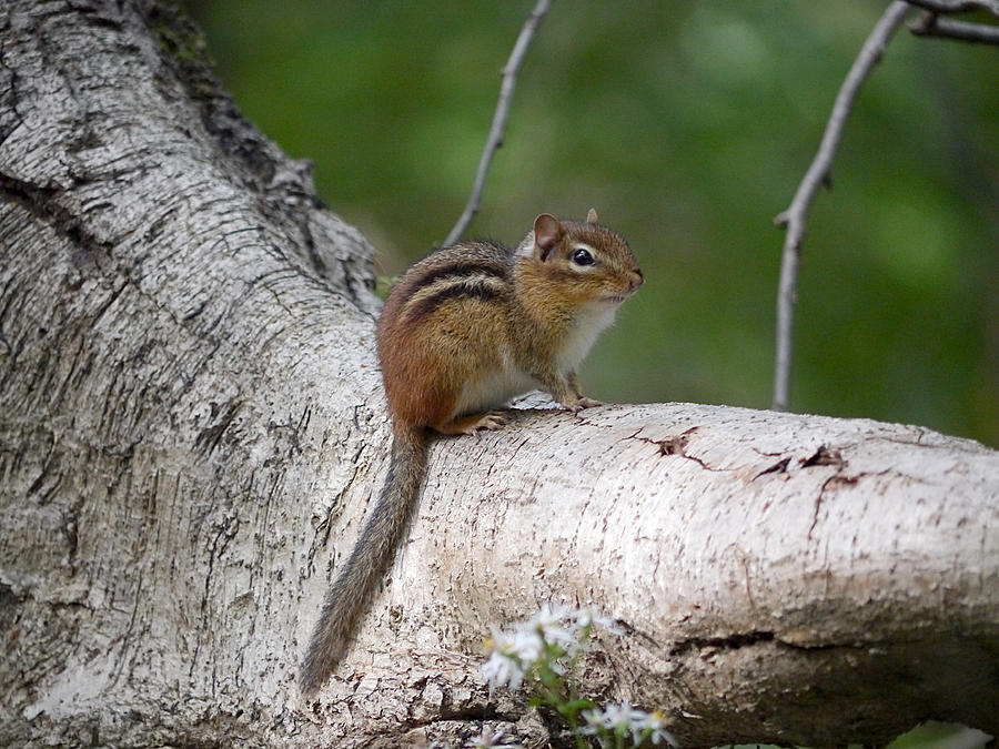 Eastern Chipmunk Photograph by Richard Reeve