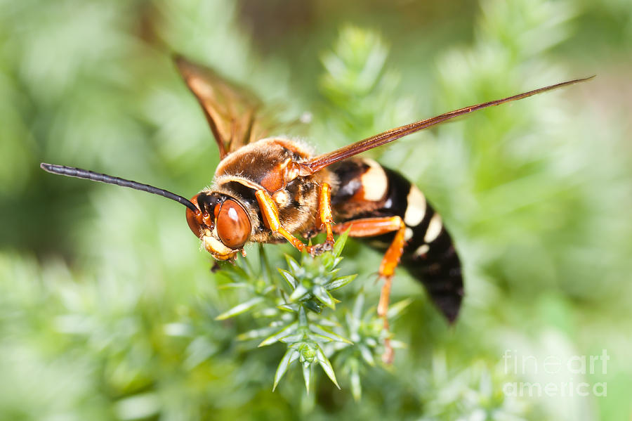 Eastern Cicada Killer Wasp Photograph by Clarence Holmes