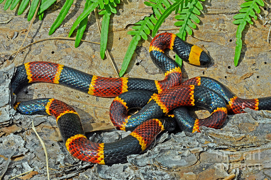 Eastern Coral Snake Micrurus Fulvius Photograph by John Serrao