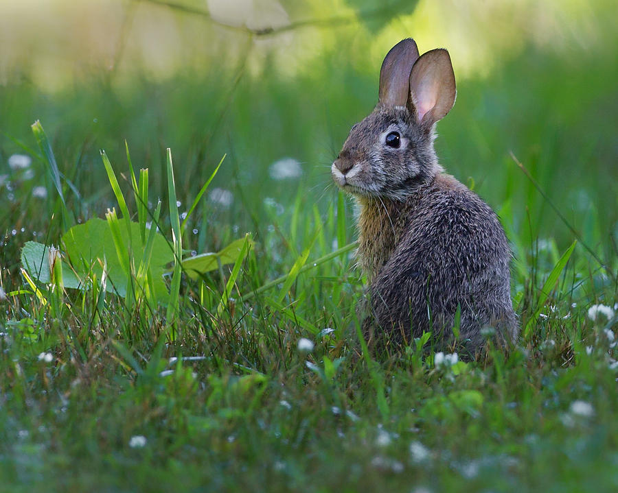 Rabbit Photograph - Eastern Cottontail by Bill Wakeley