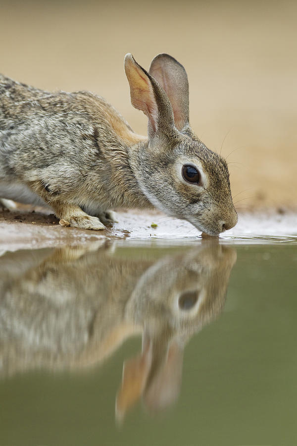 Eastern Cottontail Drinking South Texas Photograph by Bill Coster