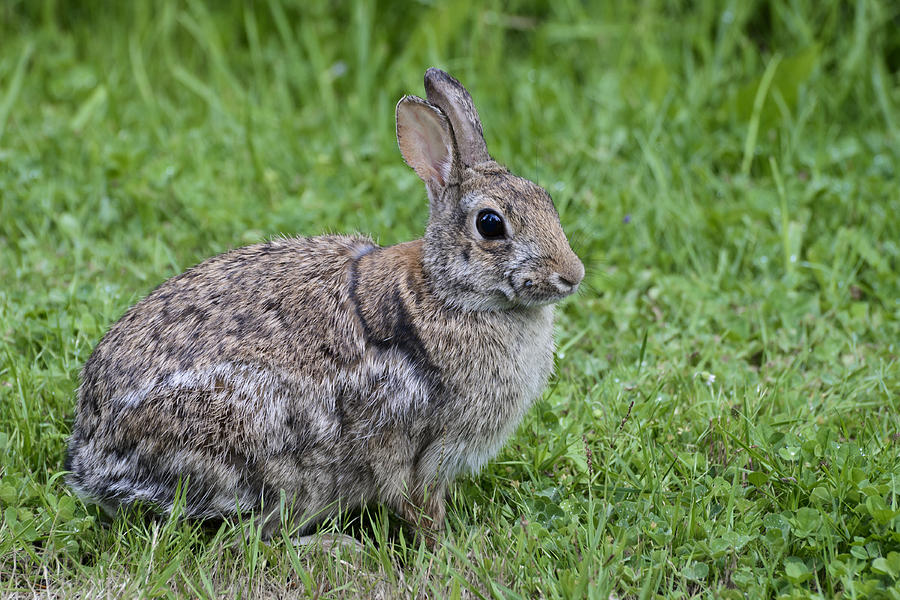 Eastern Cottontail Rabbit Photograph by John Shaw | Fine Art America