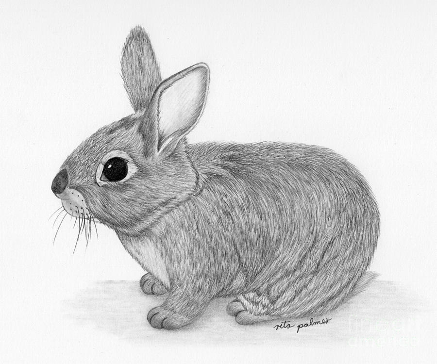 Eastern Cottontail Rabbit Drawing  by Rita Palmer