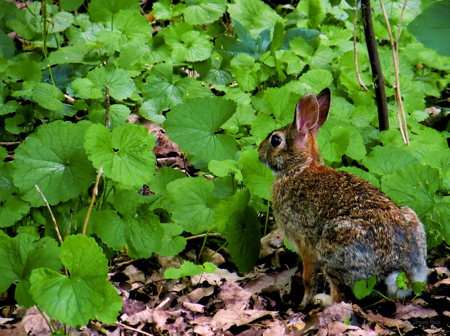 Eastern Cottontail Rabbit Photograph by Shawna Rowe
