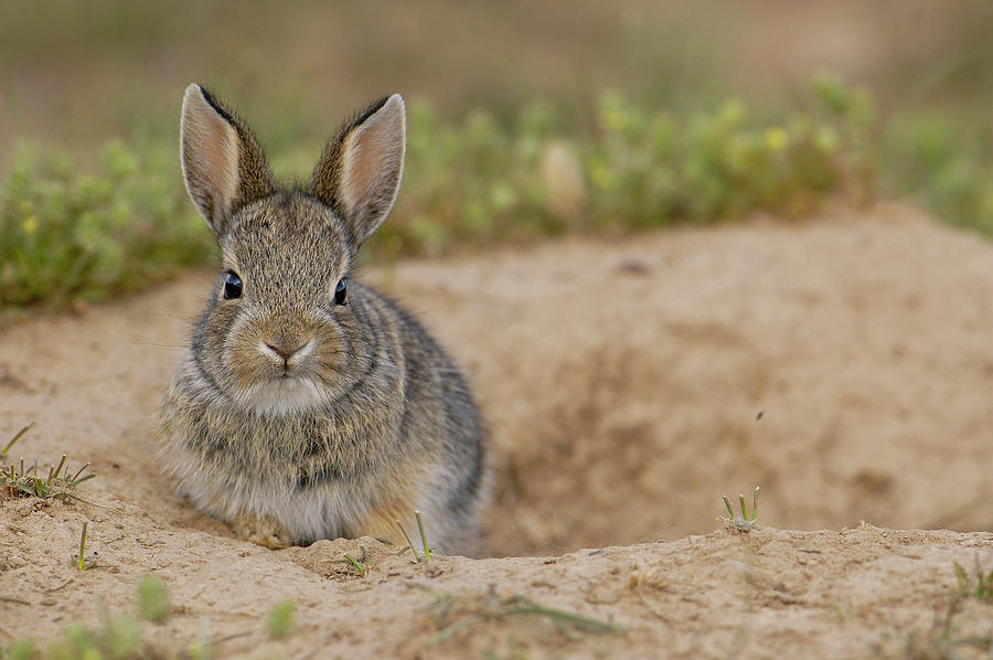 Eastern Cottontail Wyoming Photograph by Pete Oxford