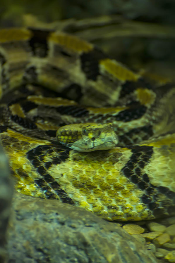 Timber Rattlesnake Photograph by Flees Photos