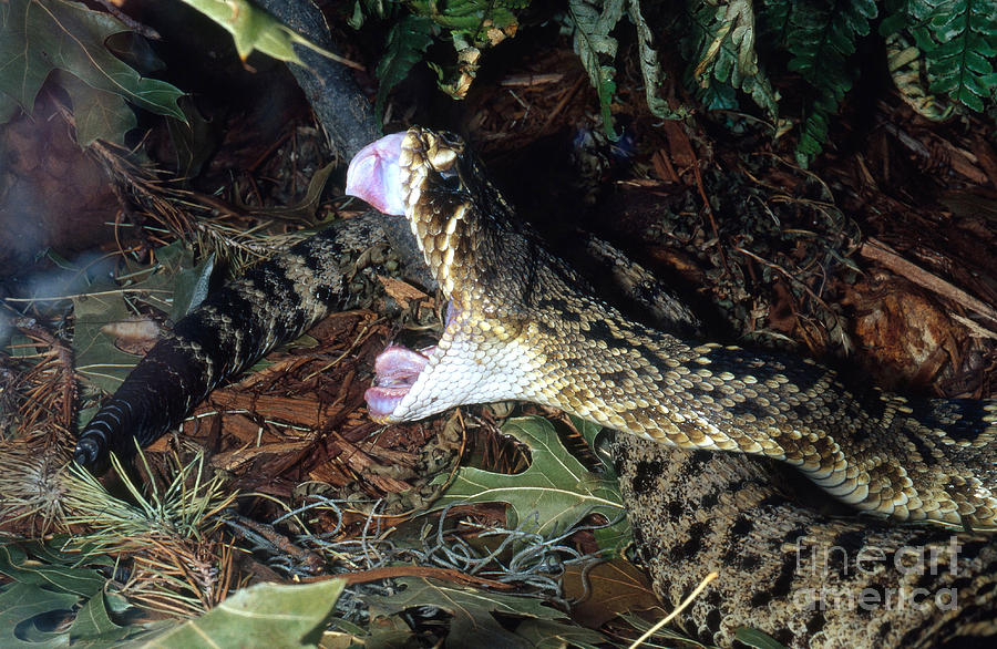 Eastern Diamondback Rattlesnake Photograph by Gregory G. Dimijian, M.D.